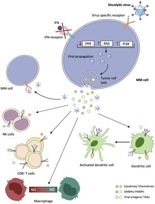 Oncolytic viruses: a potential breakthrough immunotherapy for multiple myeloma patients